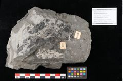Foto (Objekt + Etikett) von Acrostichites goeppertianus Sch. (NHMW-GEO-2024-0188-10525)